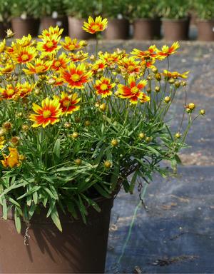 Coreopsis 'Daybreak'