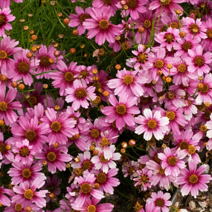 Coreopsis rosea 'Heaven's Gate'