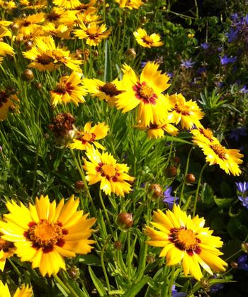 Coreopsis grandiflora 'Heliot'