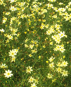 Coreopsis verticillata 'Moonbeam' 