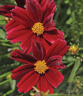 Coreopsis Big Bang 'Red Elf'