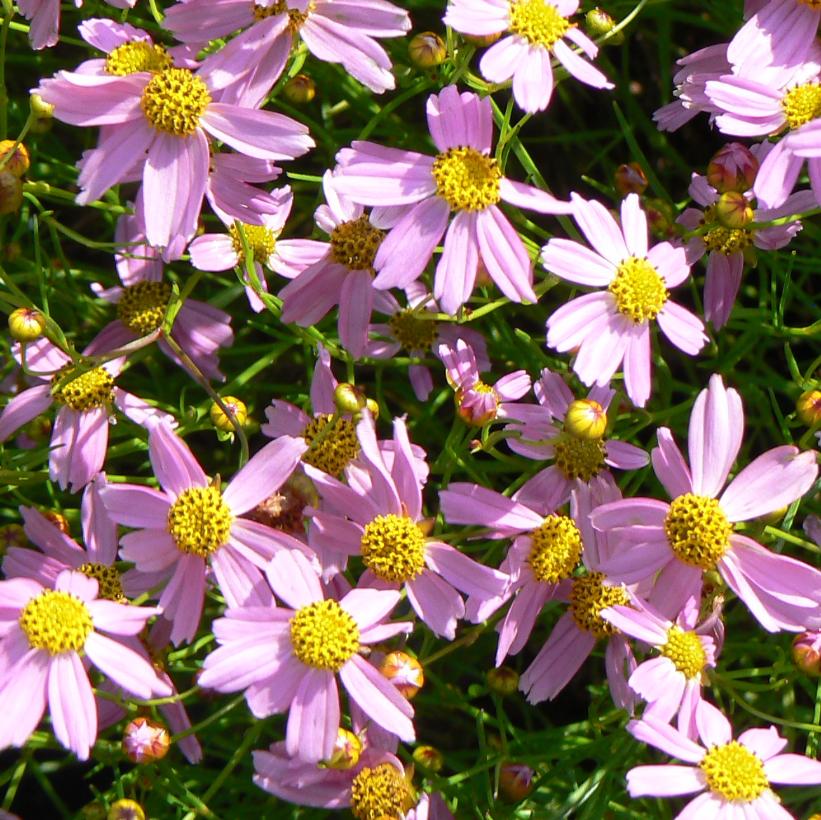 Coreopsis rosea 'American Dream'