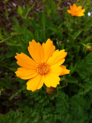 Coreopsis auriculata 'Nana'