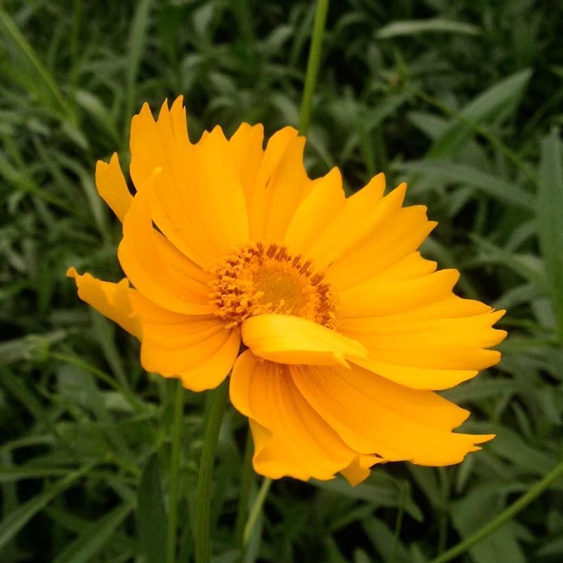 Coreopsis lanceolata  NEW