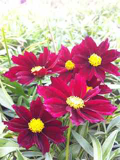 Coreopsis Big Bang 'Mercury Rising'