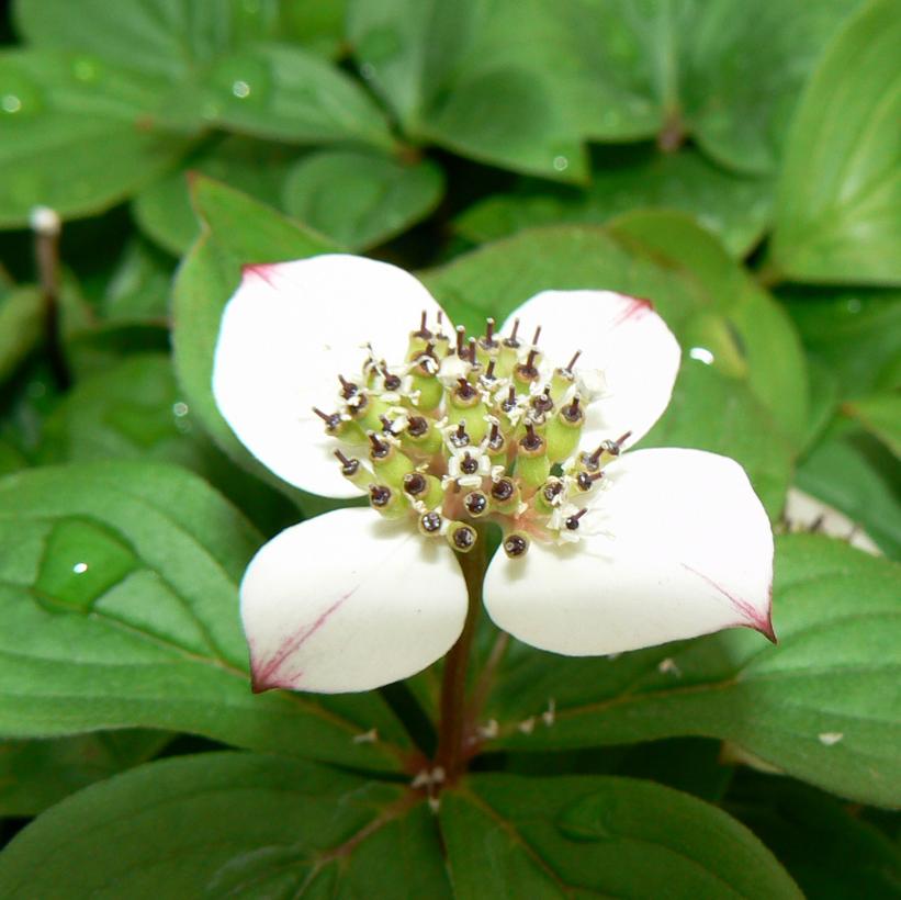 Cornus canadensis    NEW