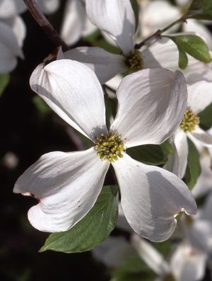 Cornus florida   NEW