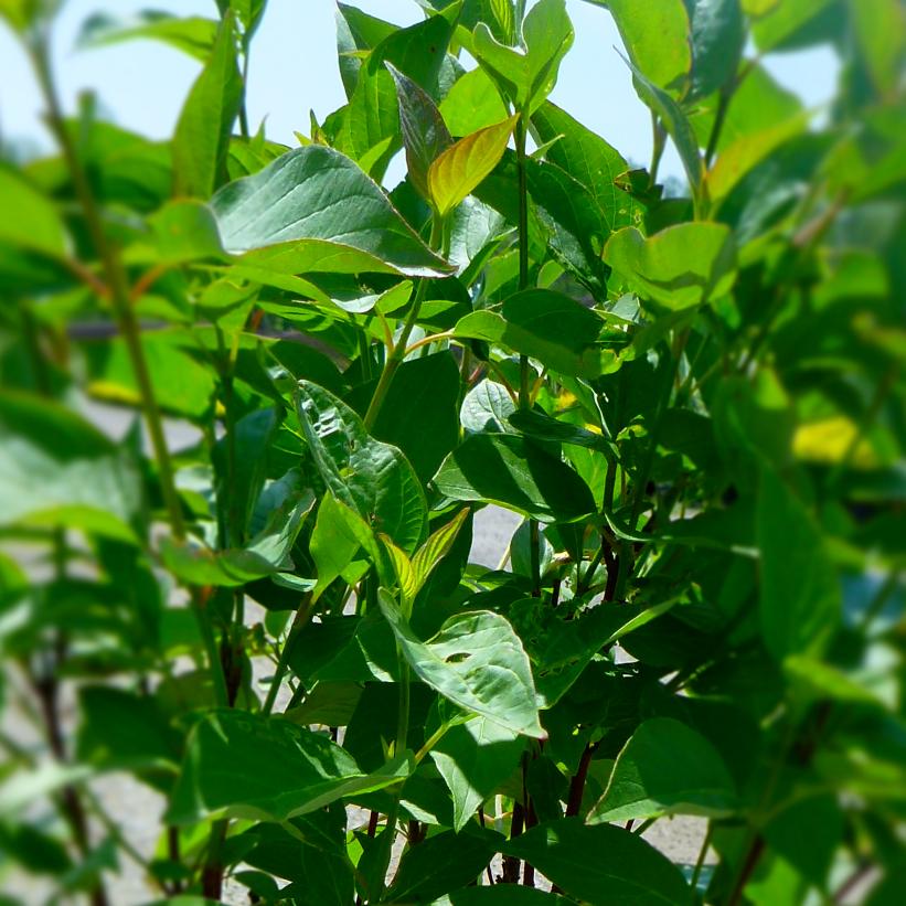 Cornus sericea   NEW