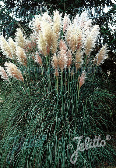 Cortaderia selloana