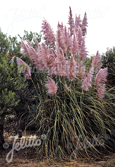 Cortaderia selloana 'Rosea'