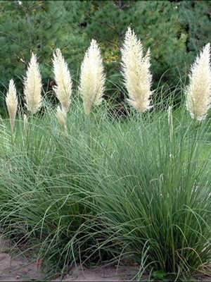 Cortaderia selloana 'Ivory Feathers' (Pumila)