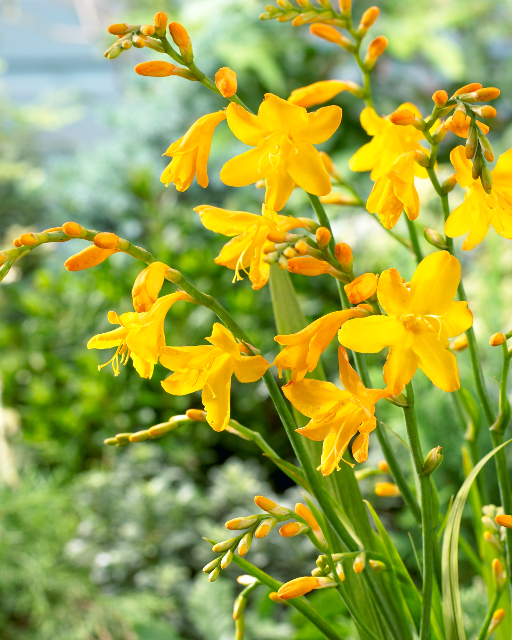 Crocosmia 'Buttercup'