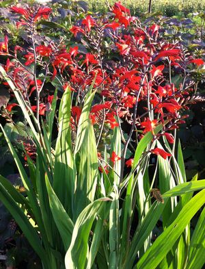 Crocosmia 'Ember Glow'