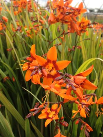 Crocosmia 'Emily McKenzie'