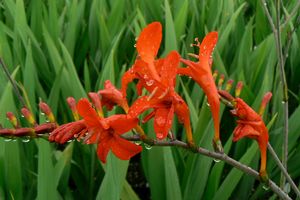 Crocosmia 'Lucifer' 