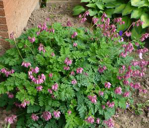 Dicentra formosa 'Luxuriant' 