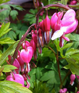 Dicentra spectabilis