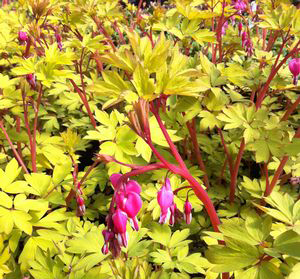 Dicentra spectabilis 'Gold Heart' 