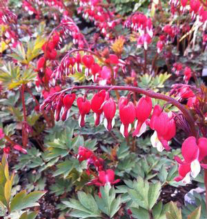 Dicentra spectabilis 'Valentine'