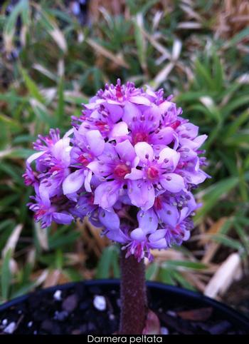 Darmera peltata 