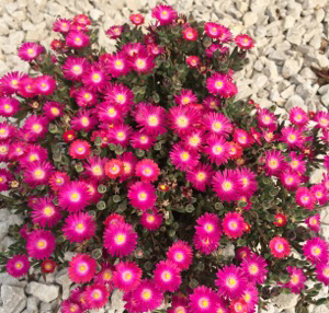 Delosperma 'Jewel of Desert Amethyst'