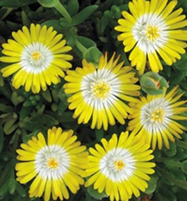 Delosperma 'Jewel of Desert Peridot'