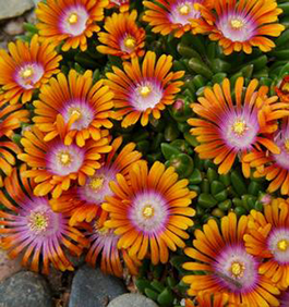 Delosperma 'Fire Spinner'