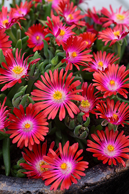 Delosperma 'Jewel of Desert Garnet'