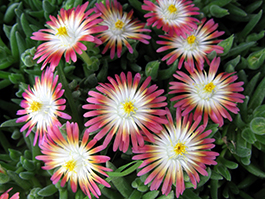 Delosperma 'Jewel of Desert Ruby'