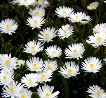 Delosperma 'Jewel of Desert Moon Stone'