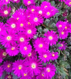 Delosperma 'Jewel of Desert Opal'