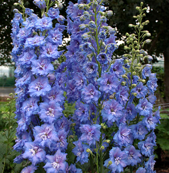 Delphinium New Millenium - Blue Lace