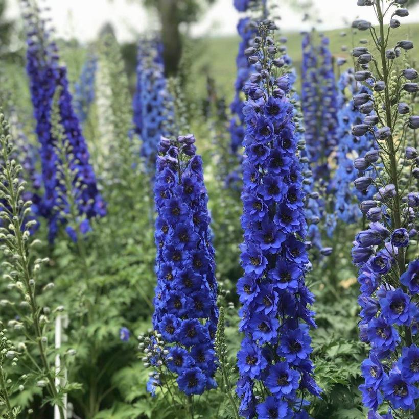 Delphinium New Millenium - Blue Buccaneers  NEW