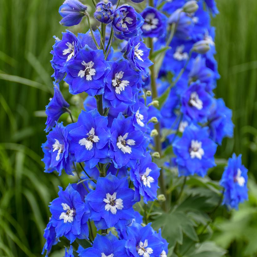 Delphinium New Millenium - Cobalt Dreams NEW