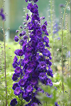 Delphinium New Millenium Hybrids - Pagan Purples  