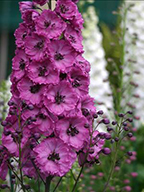 Delphinium New Millenium - Pink Punch  