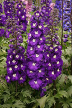 Delphinium New Millenium - Purple Passion