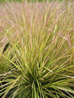 Deschampsia caespitosa 'Northern Lights' 