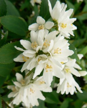 Deutzia crenata 'Nikko Blush'  