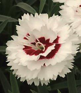 Dianthus 'Coconut Surprise'