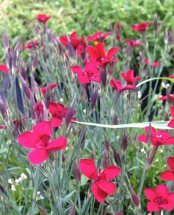 Dianthus deltoide 'Flashing Light'