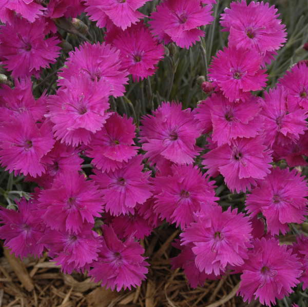 Dianthus 'Neon Star' 