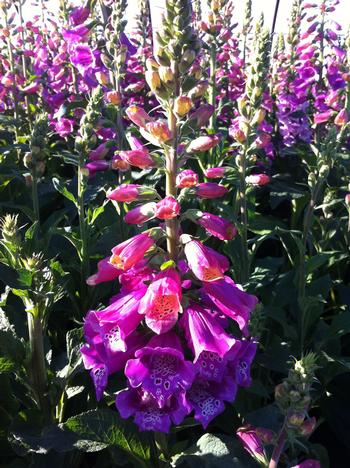 Digitalis purpurea 'Candy Mountain'