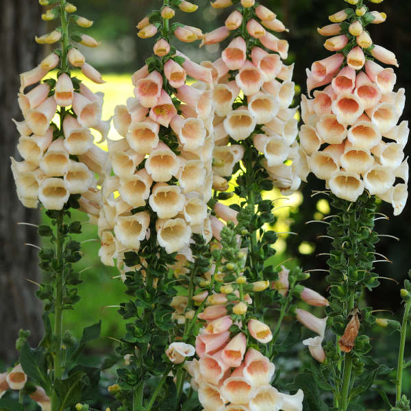 Digitalis purpurea 'Dalmation Peach'  