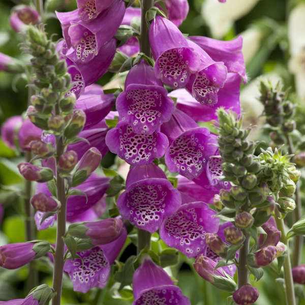 Digitalis purpurea 'Dalmation Purple'  