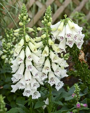 Digitalis purpurea 'Dalmation White'