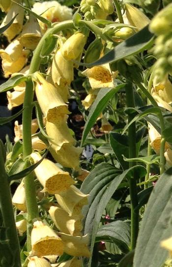 Digitalis grandiflora (ambigua)