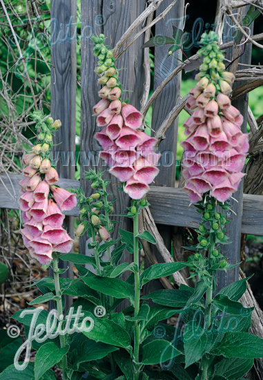 Digitalis x mertonensis