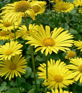 Doronicum orientale 'Little Leo'  