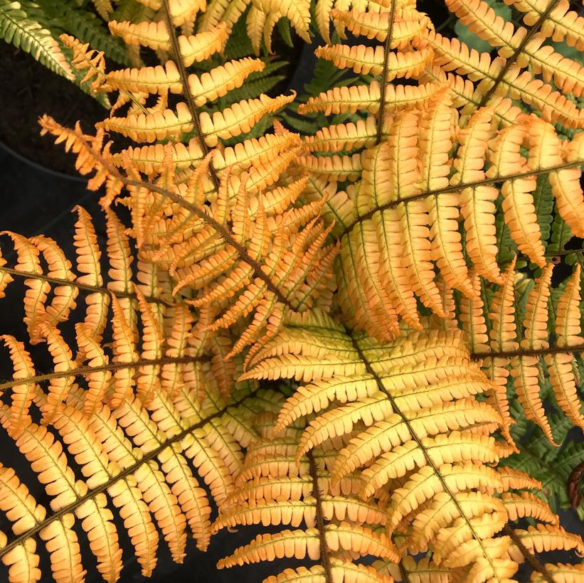 Dryopteris wallichiana 'Jurassic Gold'  NEW